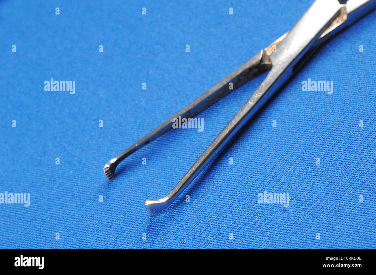 The tip of an Allis clamp. This is used to atraumatically secure tissue during surgery; particularly when traction is required. Stock Photo
