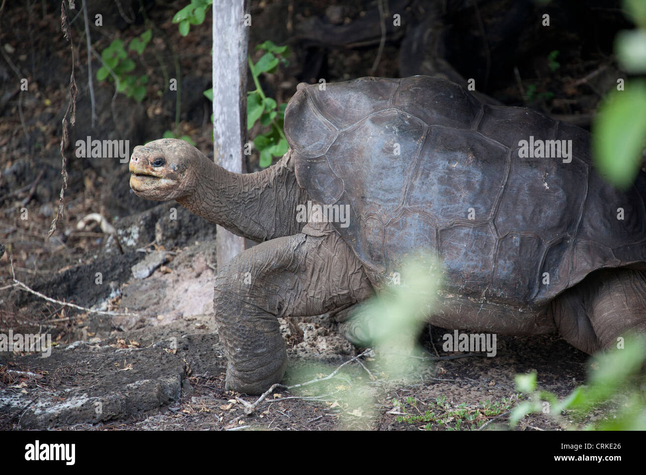 Lonesome George, the last Pinta Island Galapagos tortoise, died on June 24th, 2012. Stock Photo