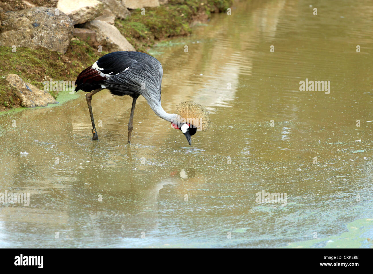 An East African crowned crane in water. Stock Photo