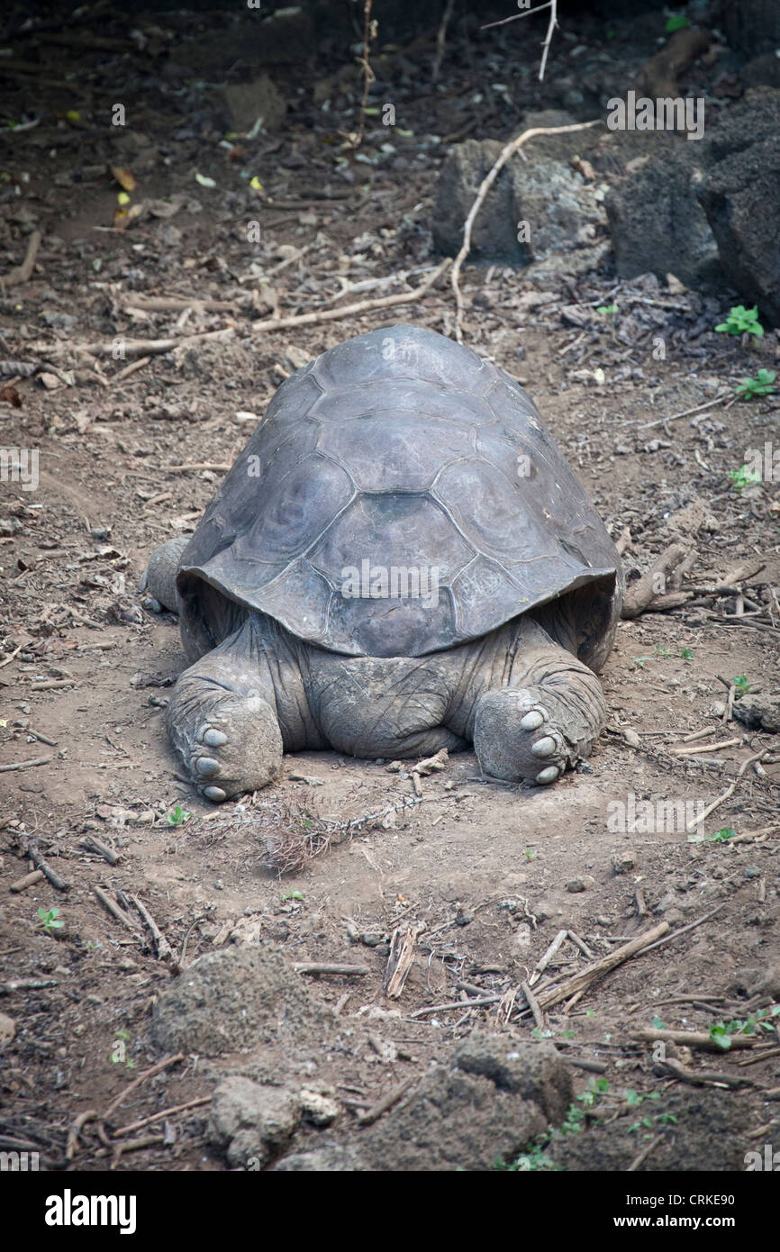 Lonesome George, the last Pinta Island Galapagos tortoise, died on June 24th, 2012. Stock Photo