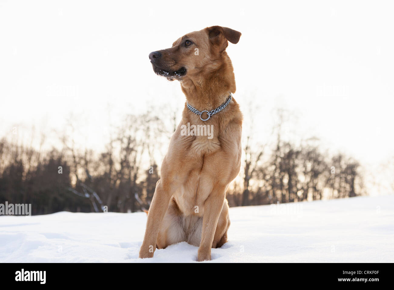 Dog sitting in snowy field Stock Photo