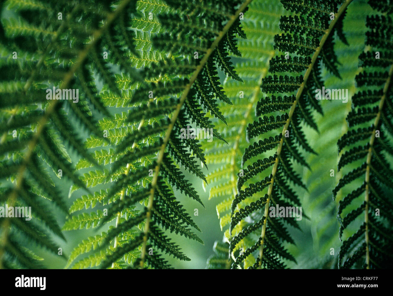 Fern Stock Photo: 48986875 - Alamy