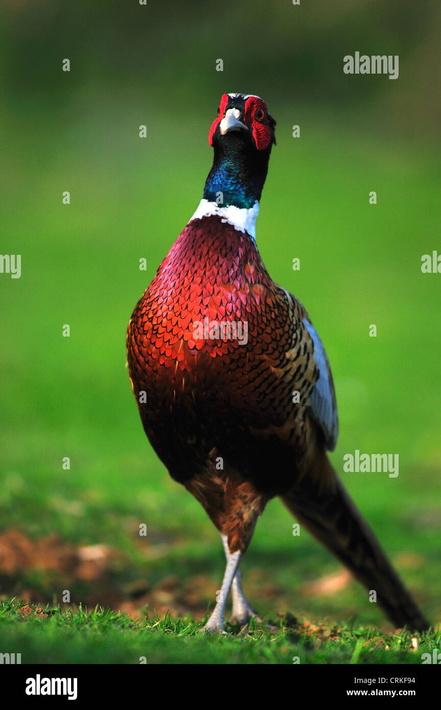 A very proud male pheasant UK Stock Photo