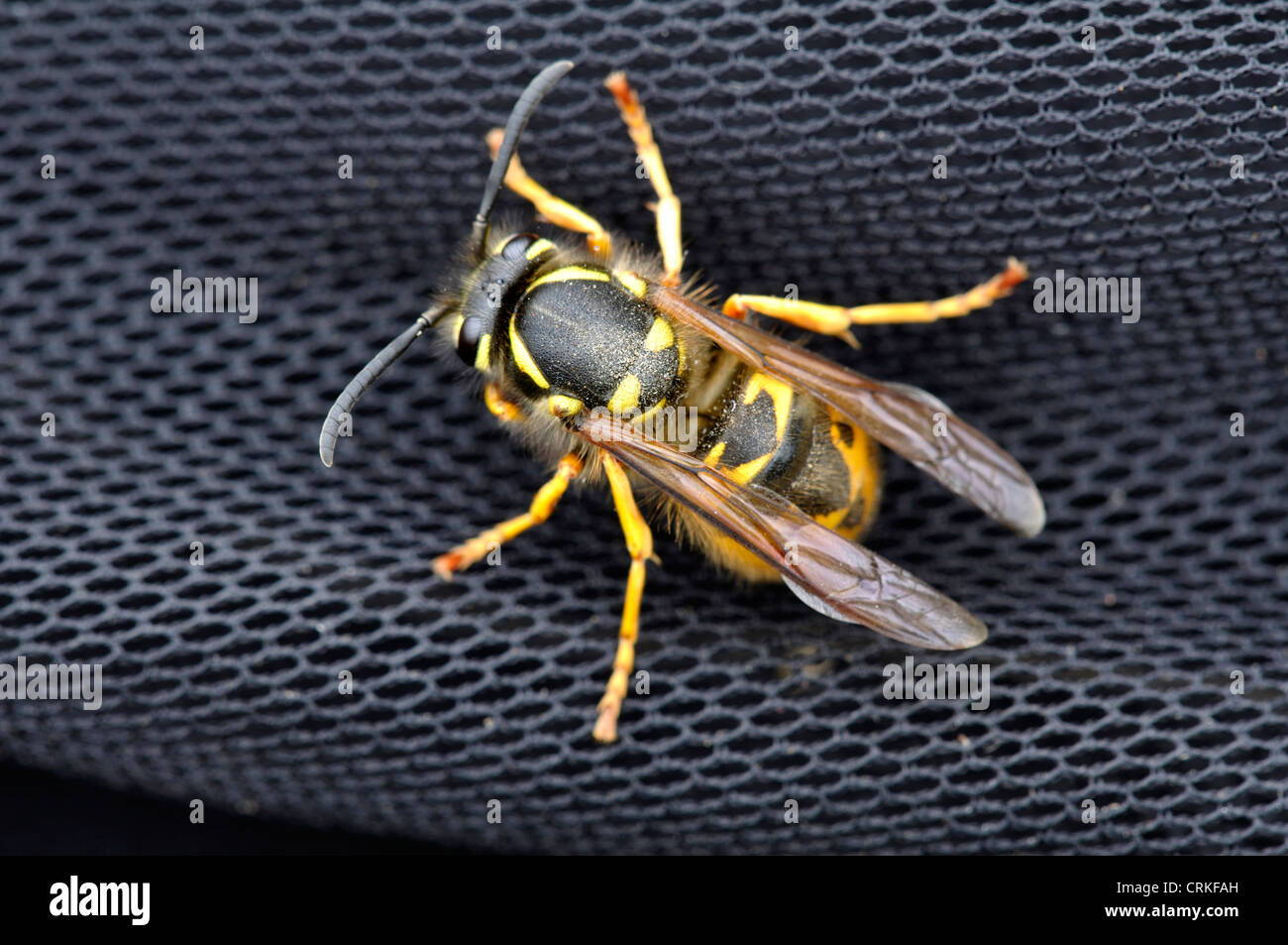 A queen common wasp on netting UK Stock Photo Alamy