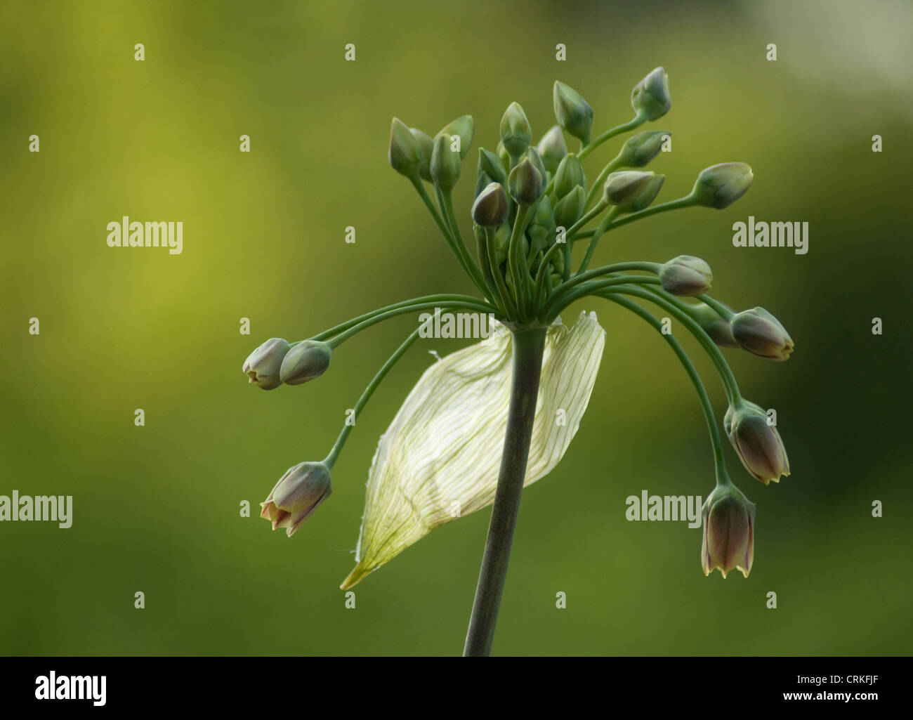 Nectaroscordum siculum bulgaricum, Nectaroscordum Stock Photo