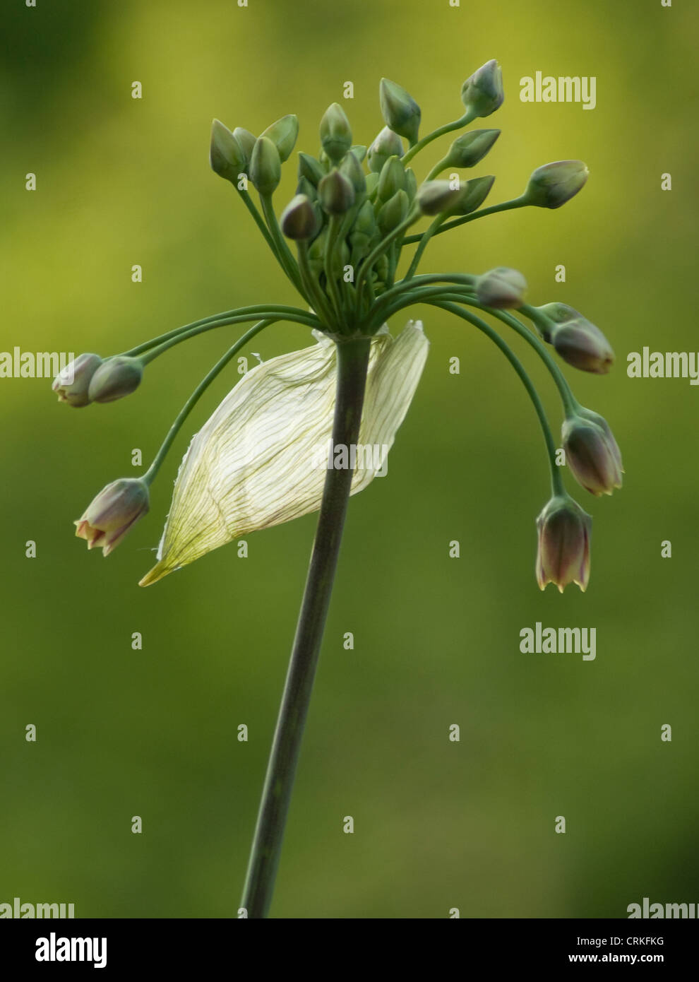 Nectaroscordum siculum bulgaricum, Nectaroscordum Stock Photo