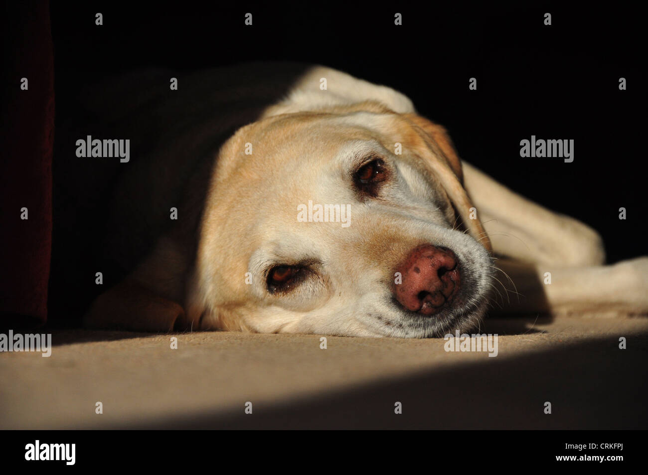 A labrador dog lying down UK Stock Photo Alamy