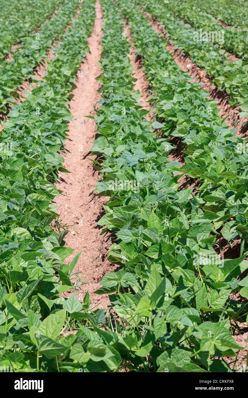 Potato plants grown in rows in Greece Stock Photo Alamy