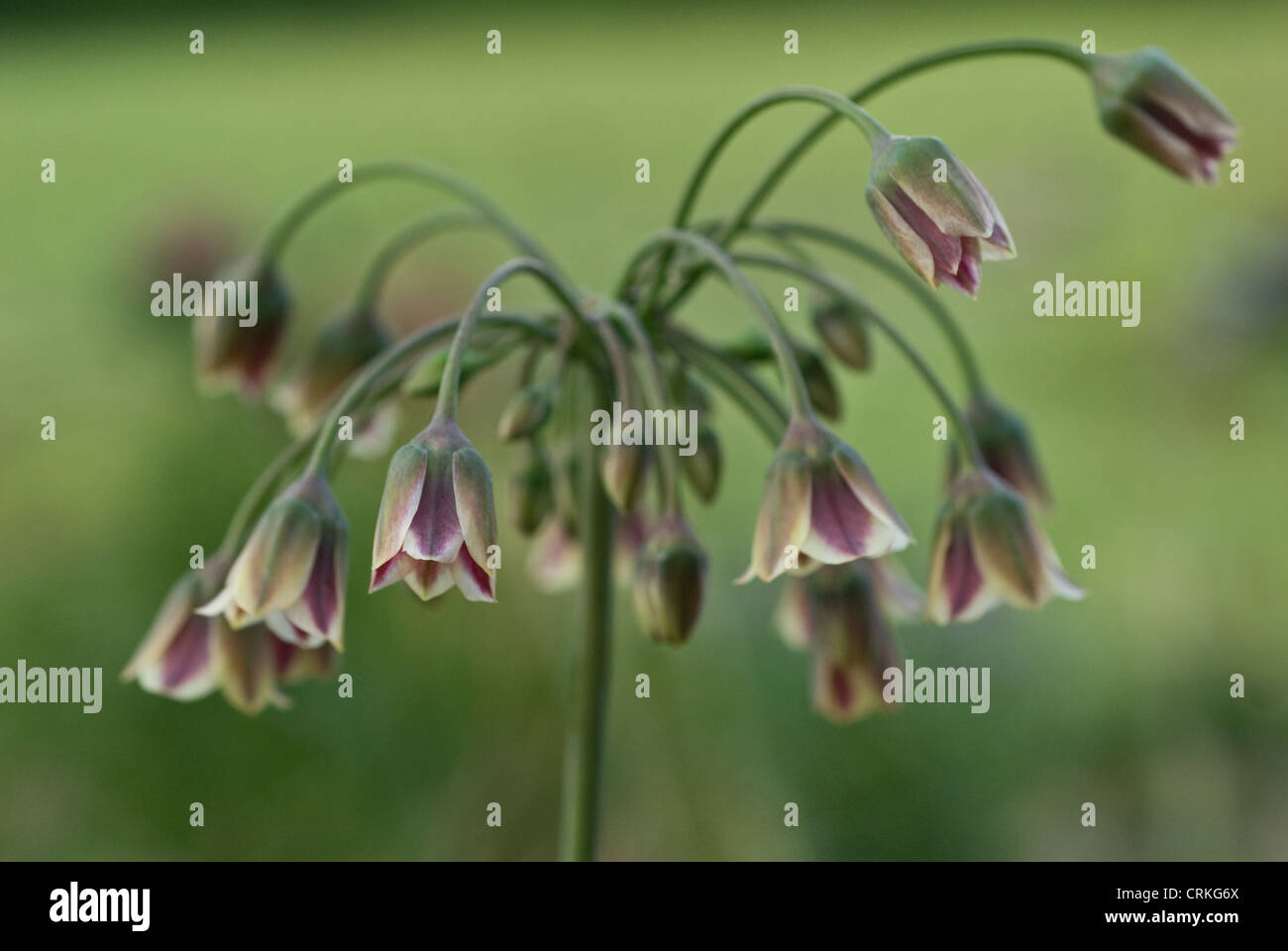 Nectaroscordum siculum bulgaricum, Nectaroscordum Stock Photo Alamy