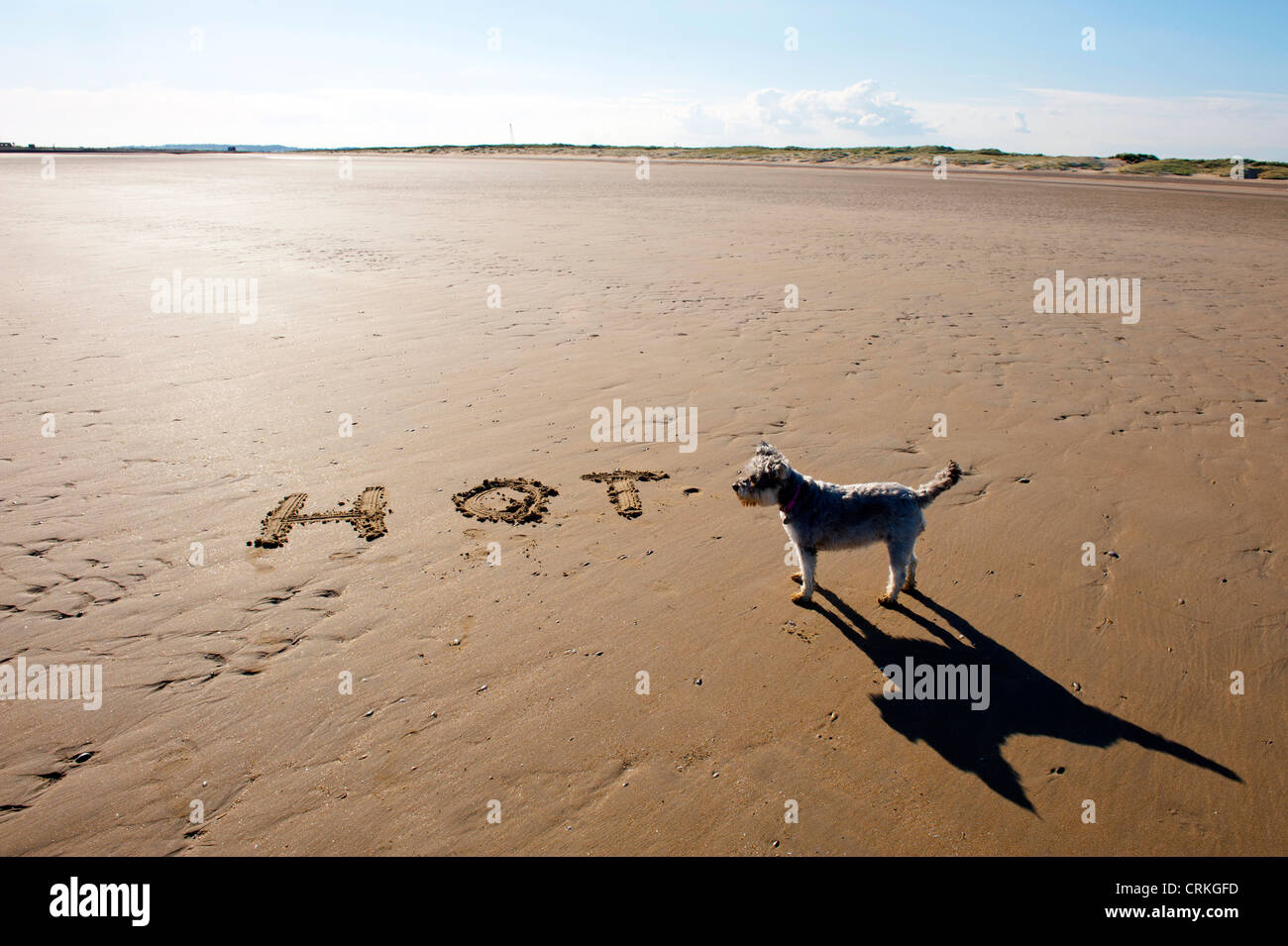 Is East Beach Dog Friendly