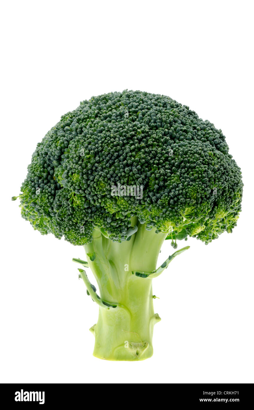 Sprig of Broccoli floret Stock Photo