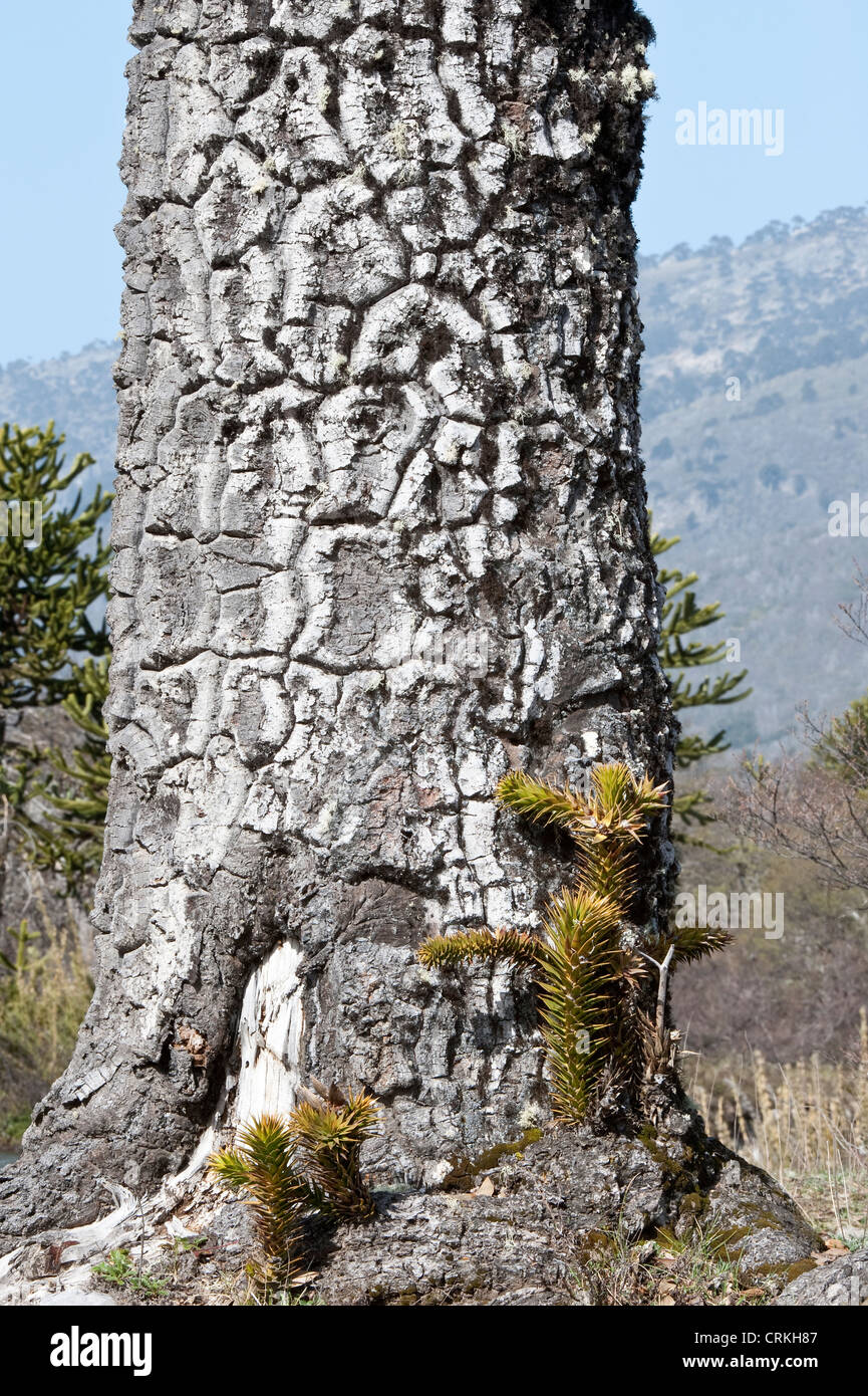 Monkey-puzzle Tree (Araucaria, araucana) close-up of trunk with juvenile trees at its base road 11 near Lake Moquehue Neuquén Stock Photo