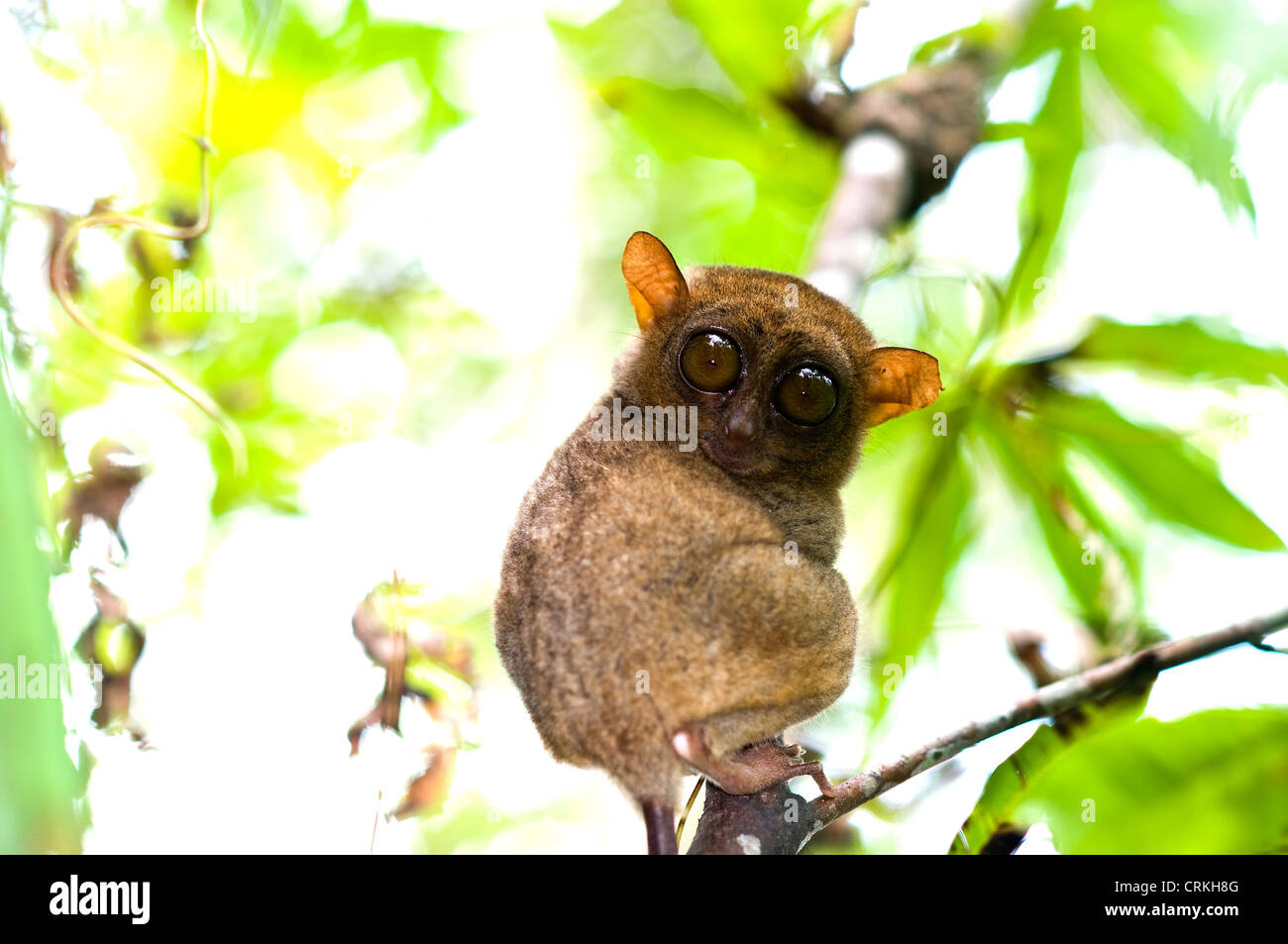 tarsier visitors centre corella bohol philippines Stock Photo
