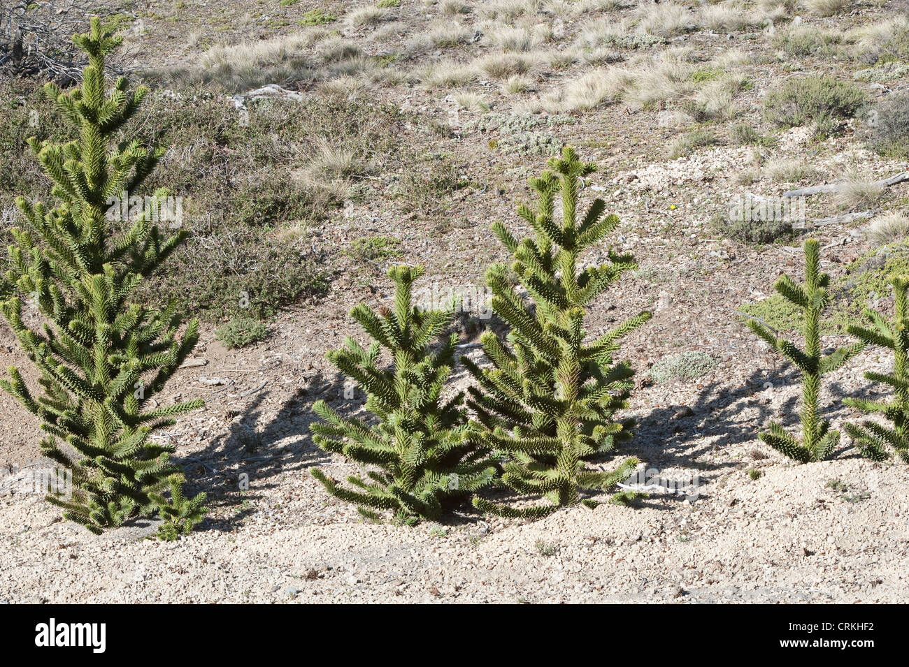 Monkey Puzzle tree (Araucaria araucana) group of juvenile trees growing on the hillside Neuquen Province Argentina South America Stock Photo