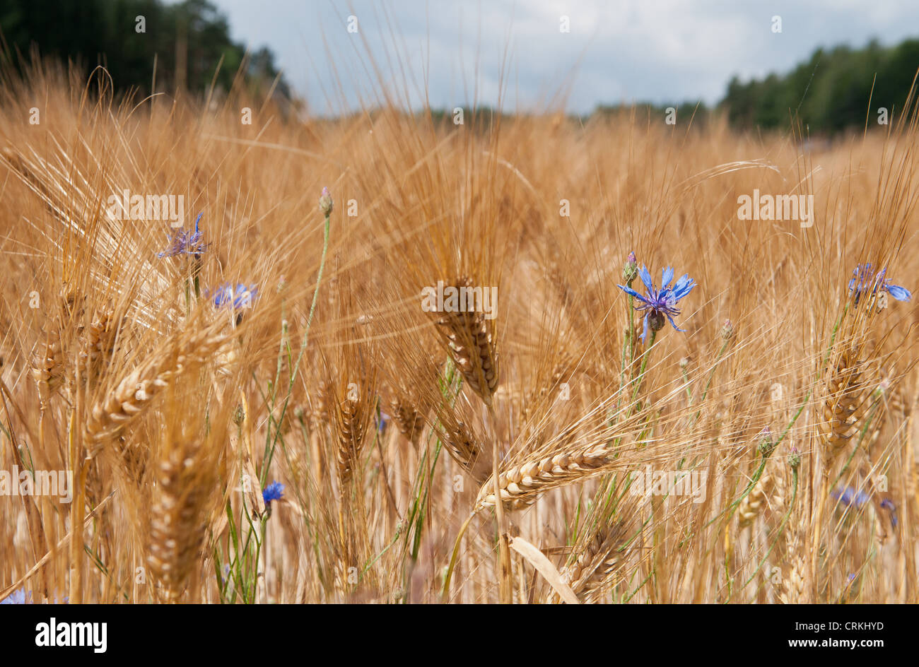 Cornflowers in barley field hi-res stock photography and images - Alamy
