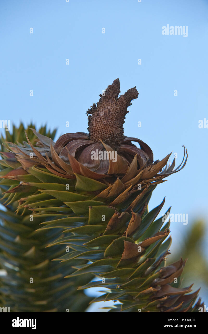Monkey-puzzle Tree (Araucaria, araucana) close-up of female cone after it lost its seeds road 12 Neuquen Province Argentina Stock Photo