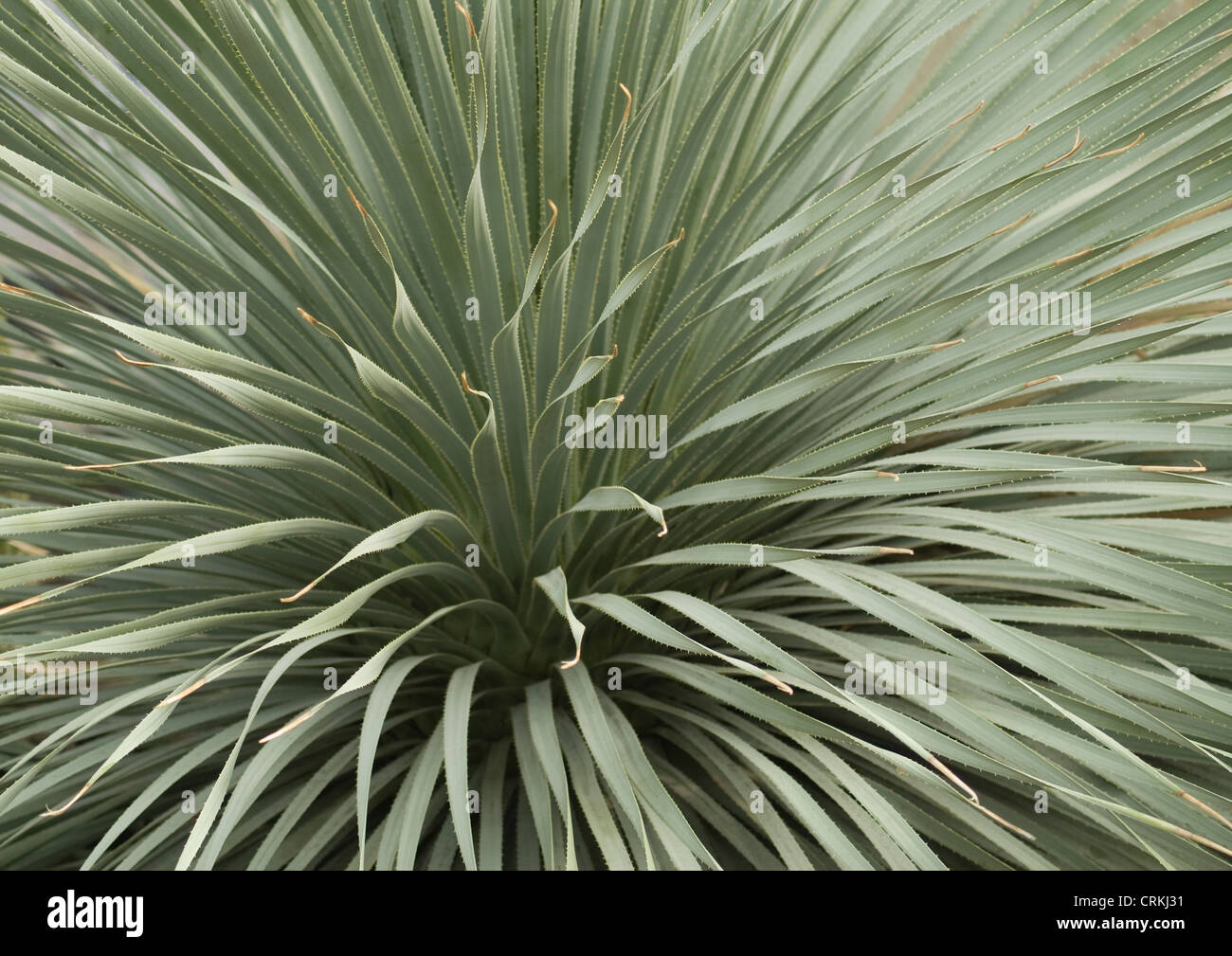 Dasylirion wheeleri, Desert Spoon Stock Photo