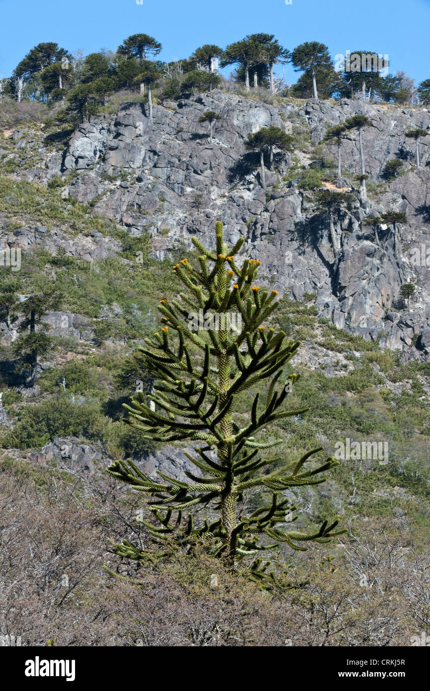 Monkey-puzzle tree (Araucaria, araucana) juvenile on the foreground pyramidal shape typical of conifers. Mature tree on the hill Stock Photo