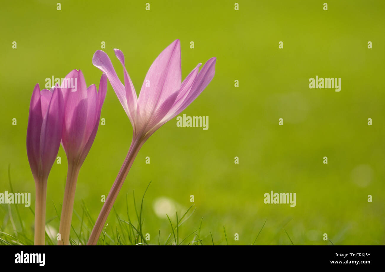 Pure autumn crocus bulb hires stock photography and images Alamy
