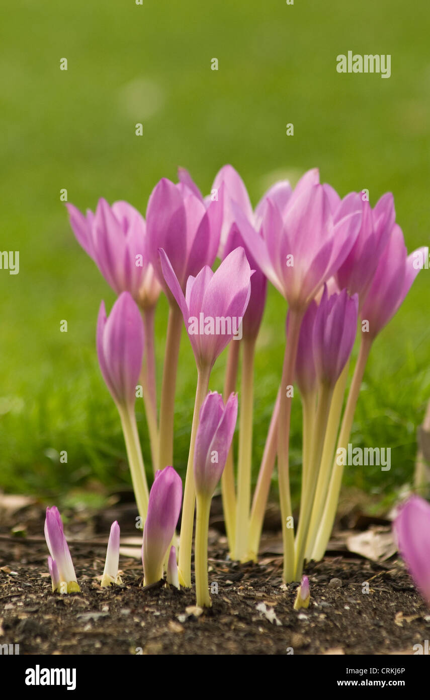 Colchicum autumnale autumn crocus hires stock photography and images