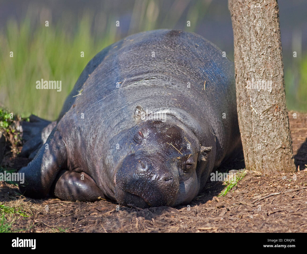 Pygmy Hippopotamus (hexaprotodon liberiensis) snoozing under a tree Stock Photo