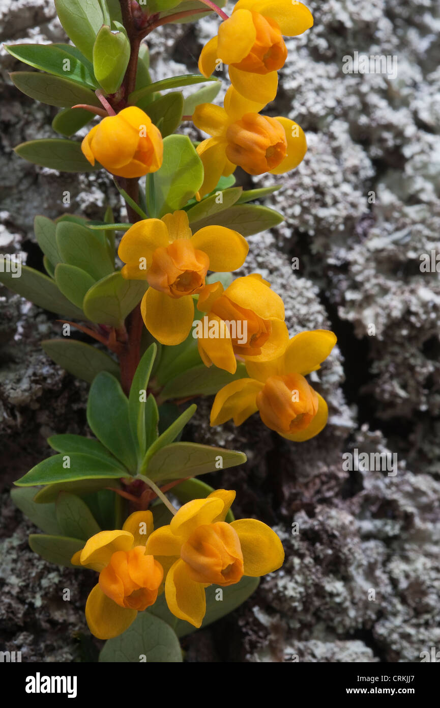 Berberis microphylla flowering  in Nothofagus forest near El Chalten Chile Soth America Stock Photo