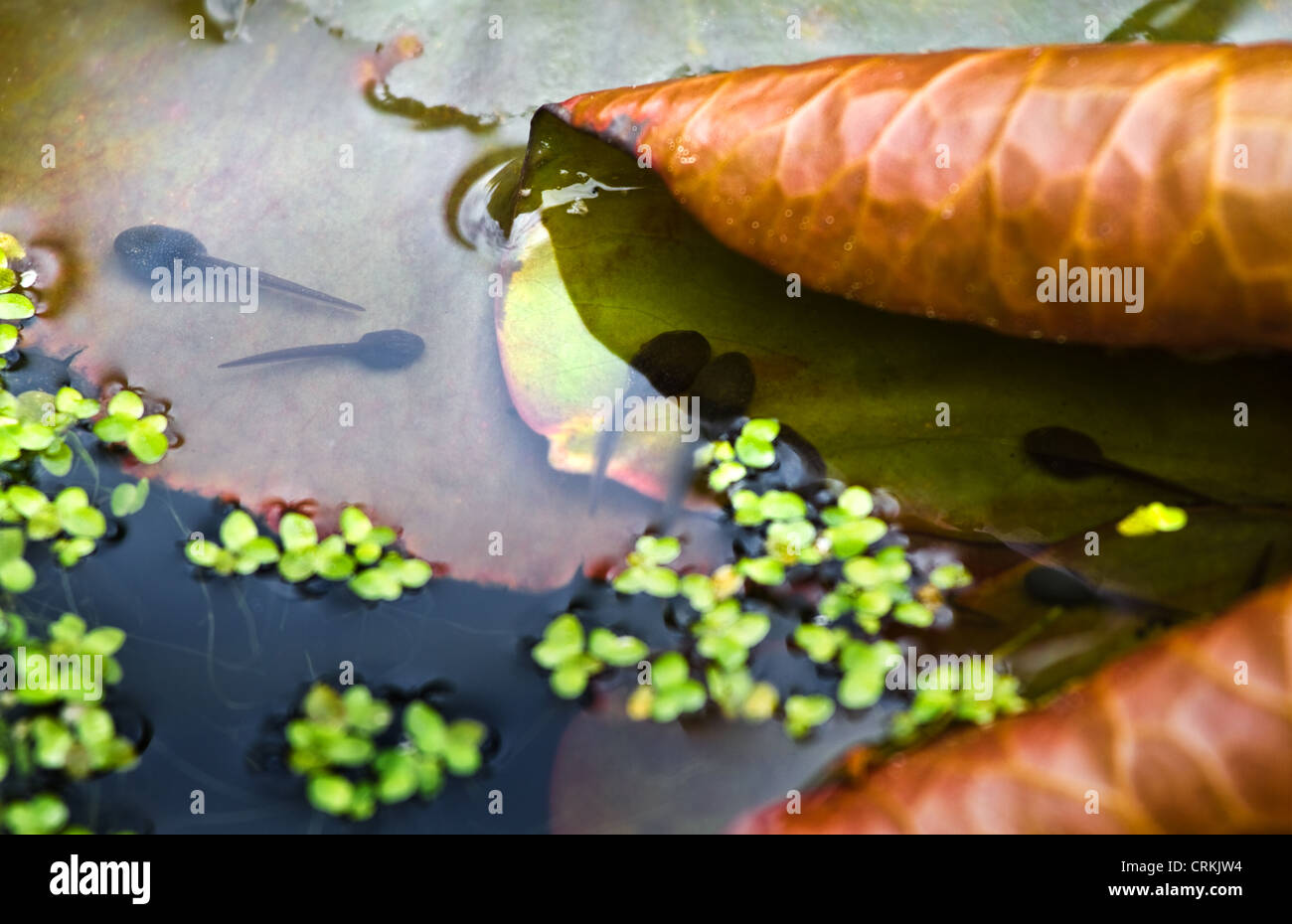Waterlily leaves in spring and tad-poles warming up in the sun Stock Photo
