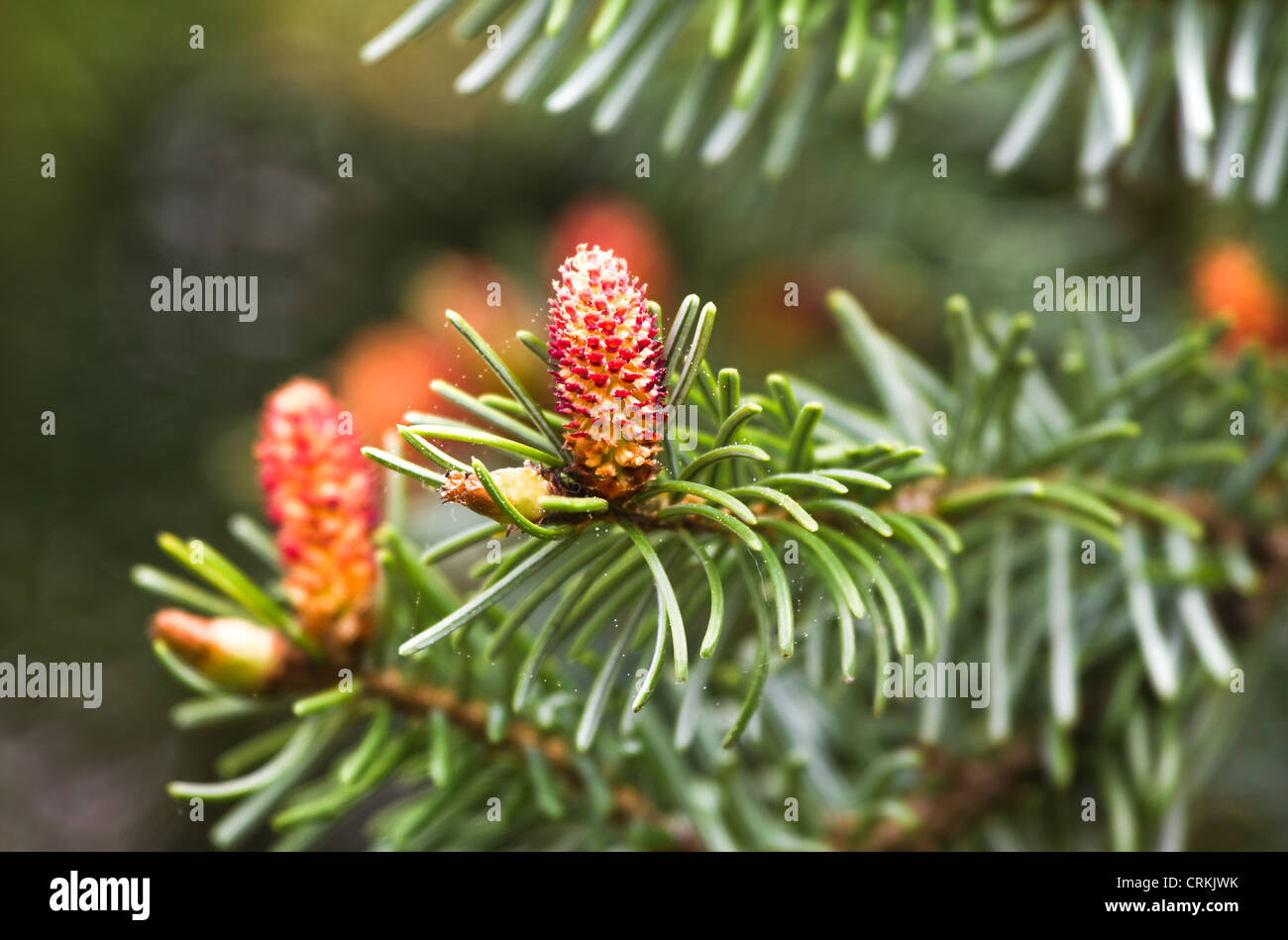 Flowers in spring on christmas tree, Spruce or Picea abies Stock Photo
