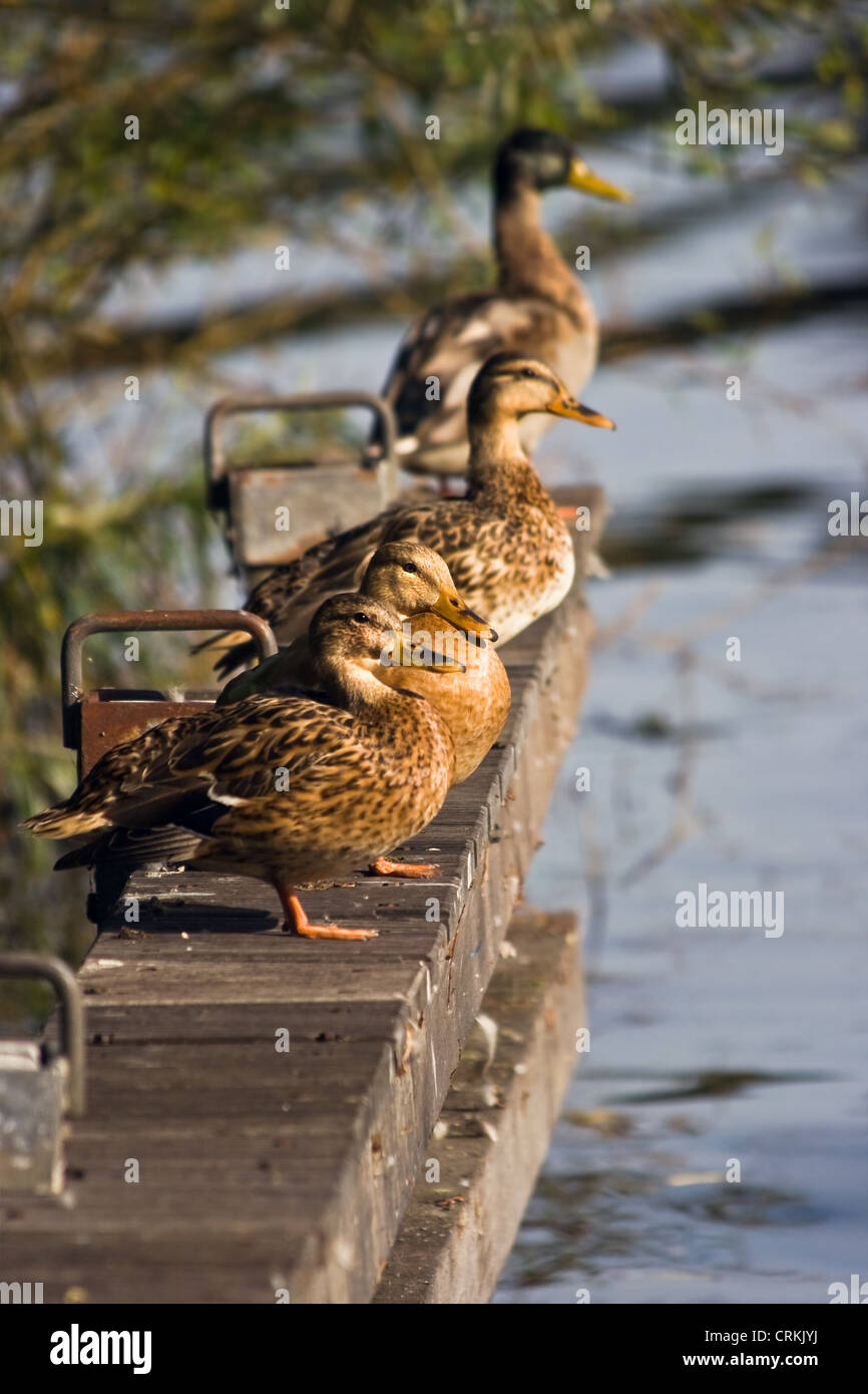 Landing-stage with four wild ducks or mallards on sunny summer morning Stock Photo