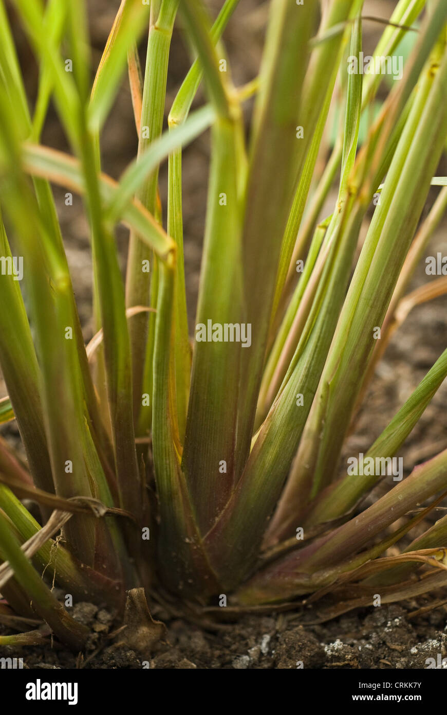 Cymbopogon citratus, Lemon grass Stock Photo Alamy