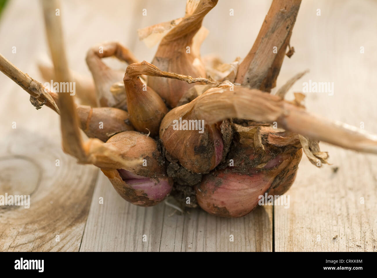 Allium fistulosum 'Mr Stiff's', Onion, bunching Stock Photo