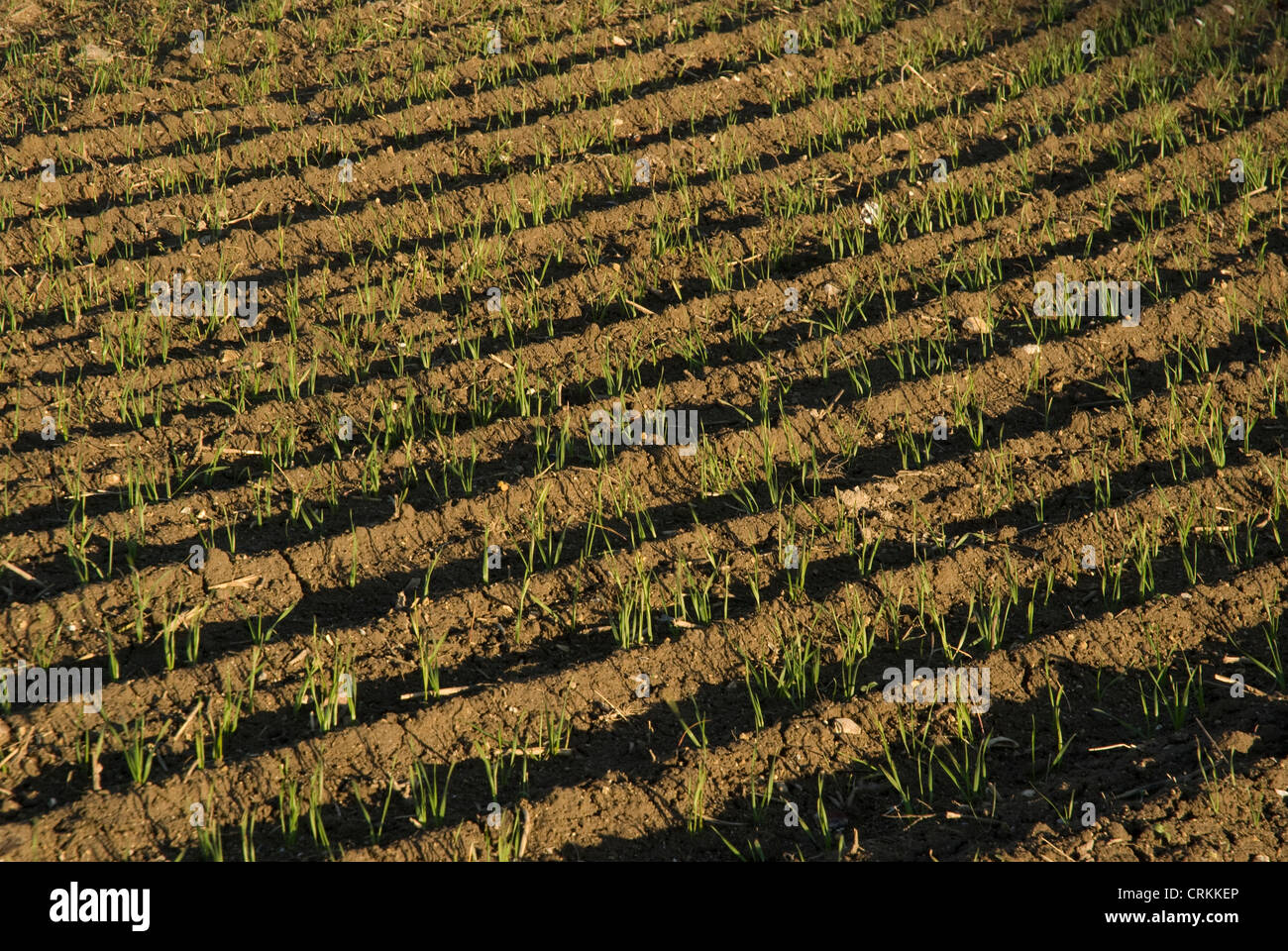 Triticum durum, Wheat Stock Photo