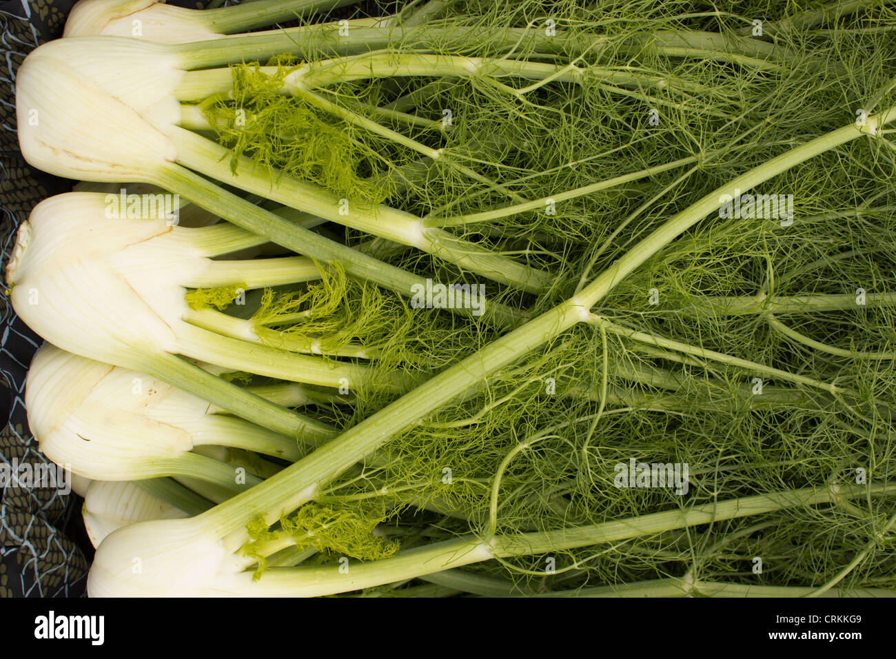 display of fennel at a farmer's market, New Brunswick, New Jersey, USA Stock Photo