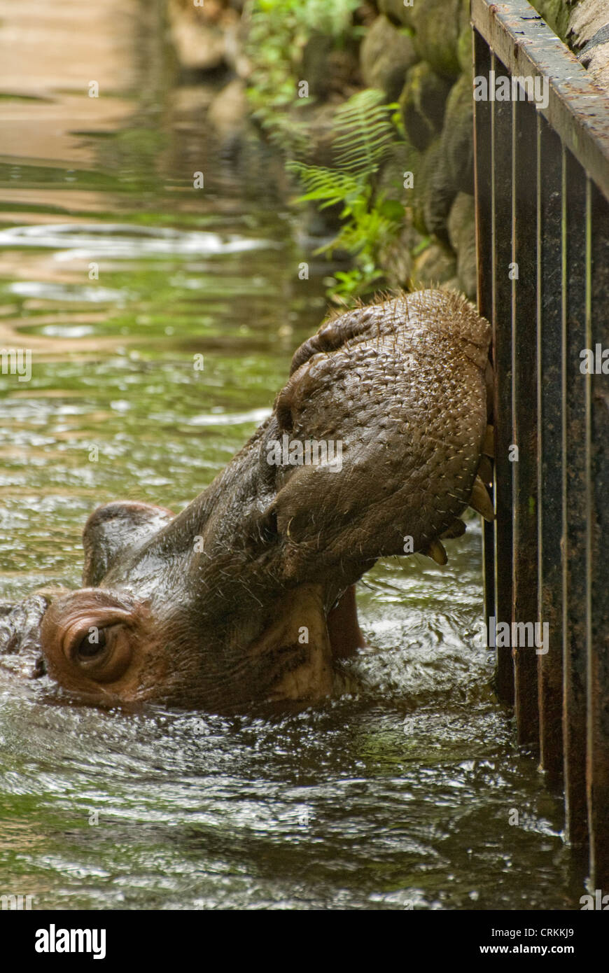 Hippopotamus in Homosassa Springs wild life state park, Florida Stock Photo