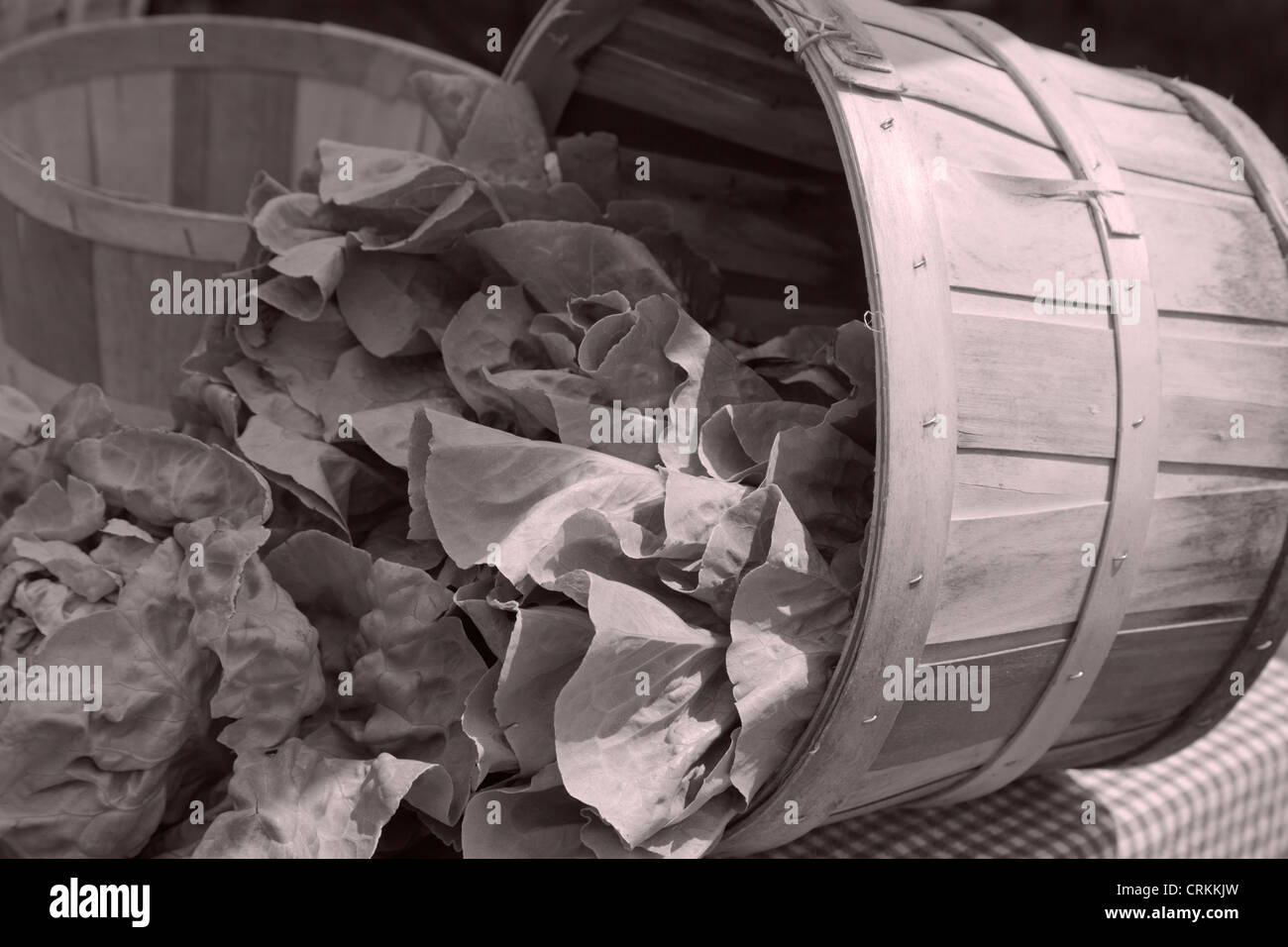Basket of lettuce, Farmer's Market, Middlebury, VT, USA Stock Photo Alamy