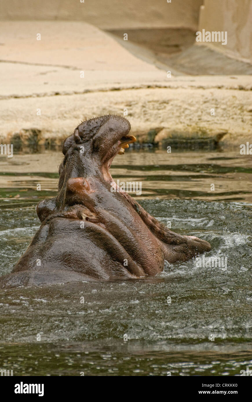 Hippopotamus in Homosassa Springs wild life state park, Florida Stock Photo