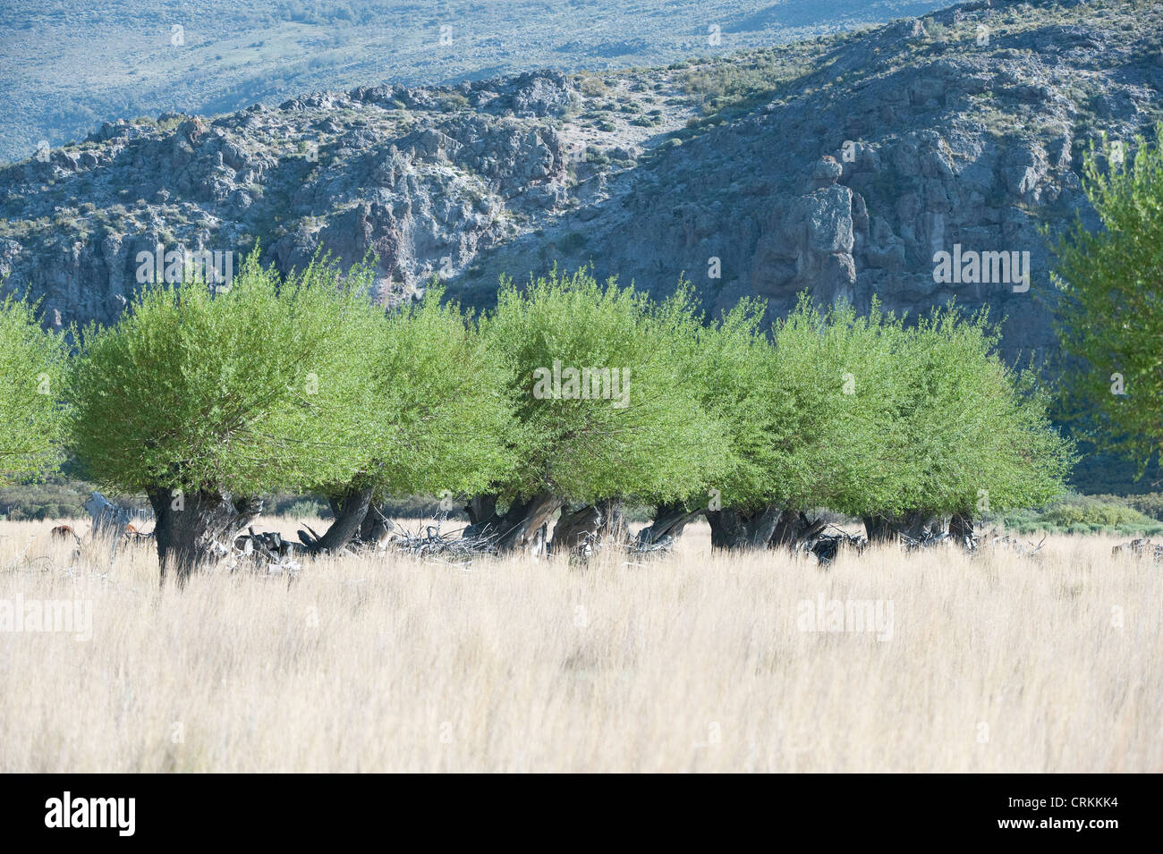 Willow tree are planted to prevent erosion, provide wood and shelter for animals Route 40 south of Zapala Neuquén Argentina Stock Photo