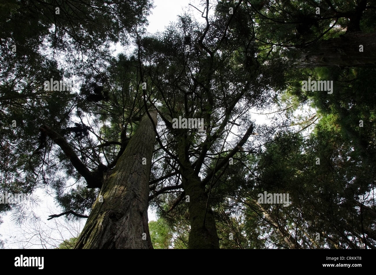 Tall japanese pine tree seen from below Stock Photo