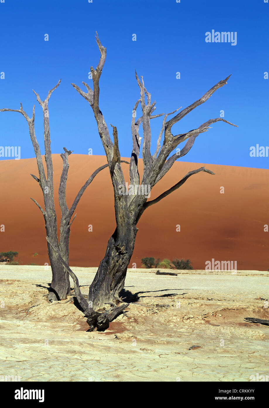Dead tree in Namib desert Namibia Stock Photo