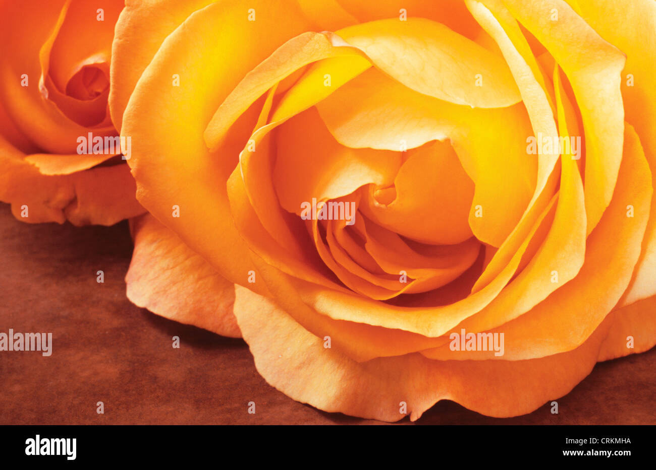 Golden Rose Flower