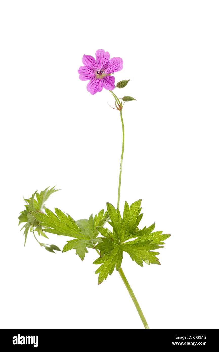 single flower cranesbill (Geranium sylvaticum) on white Stock Photo