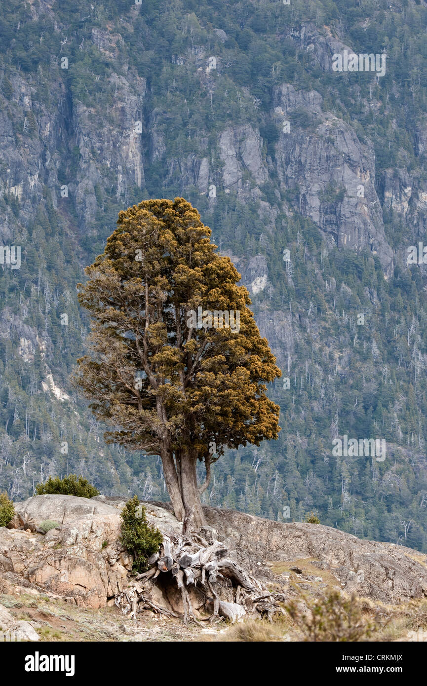 Lonely tree with steep cliff on the background Paimún Lanin National Park Neuquén Province Argentina Stock Photo