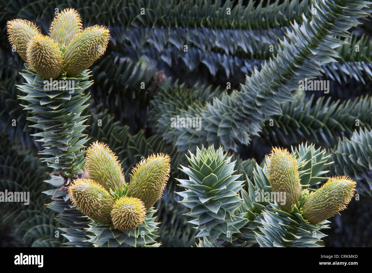 Monkey Puzzle trees (Araucaria araucana) close-up male pollen-bearing cones Paimún Lanin National Park Neuquén Province Stock Photo