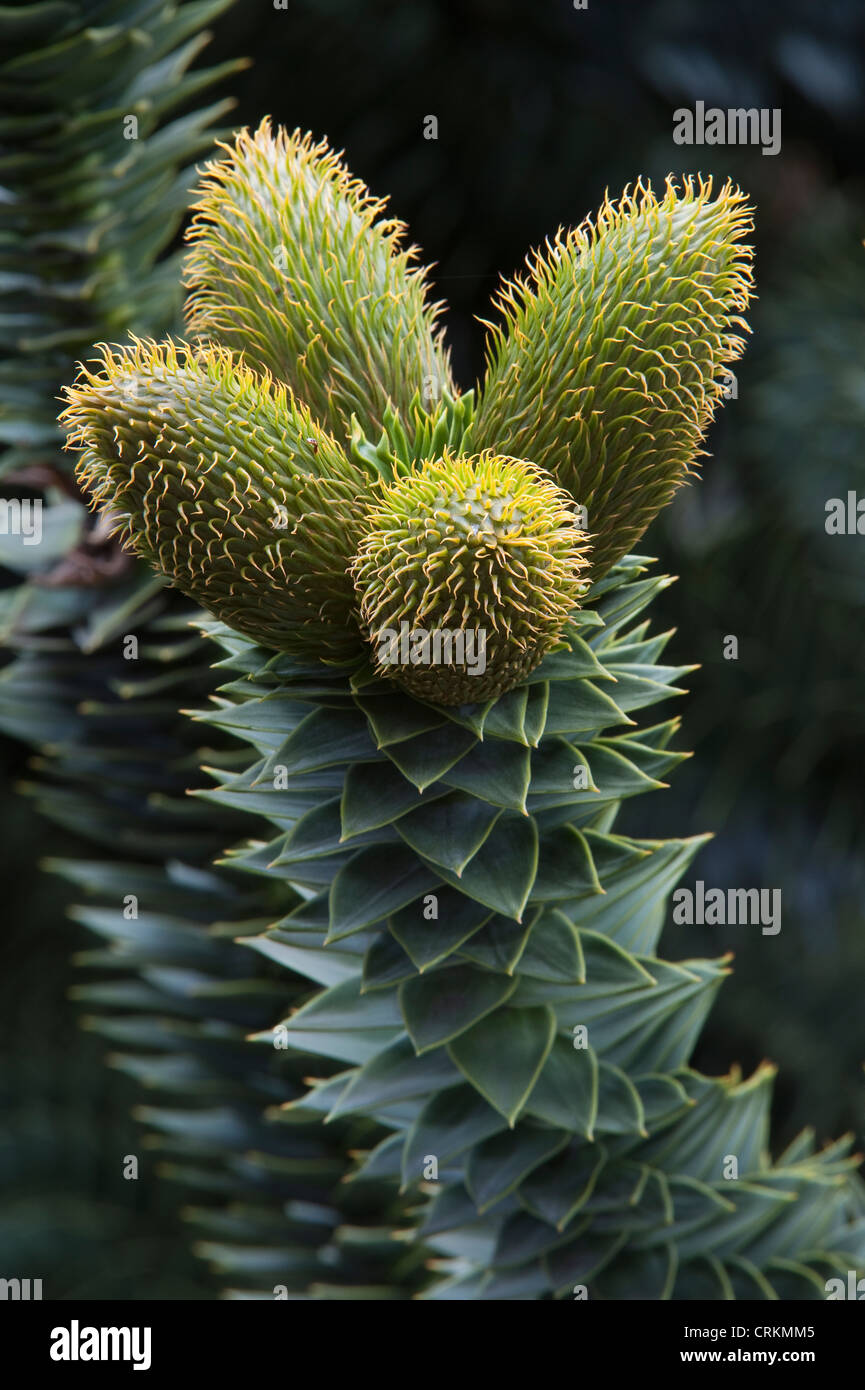 Monkey Puzzle trees (Araucaria araucana) close-up male pollen-bearing cones Paimún Lanin National Park Neuquén Province Stock Photo
