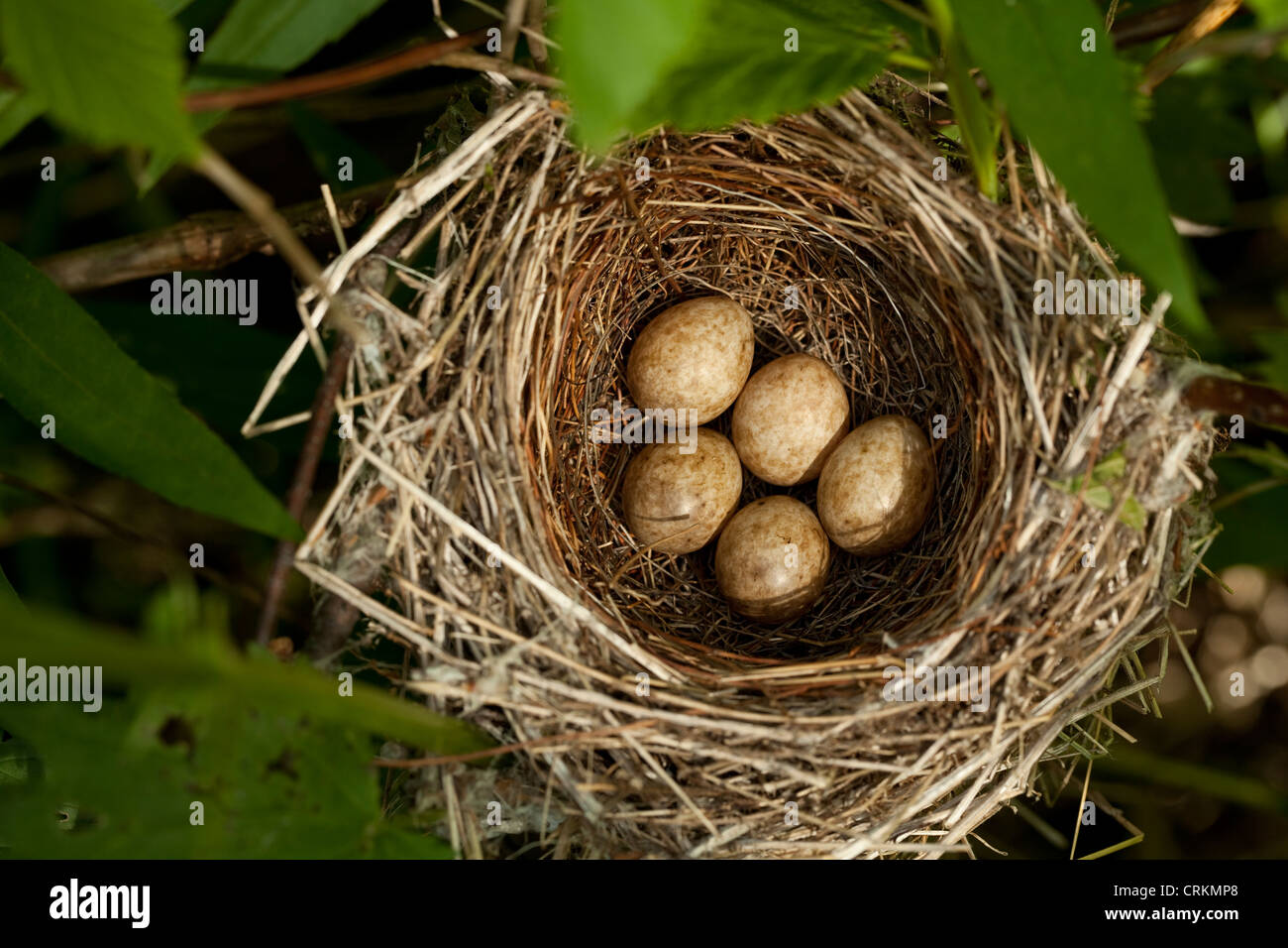 bird's nest with eggs in branch Stock Photo Alamy