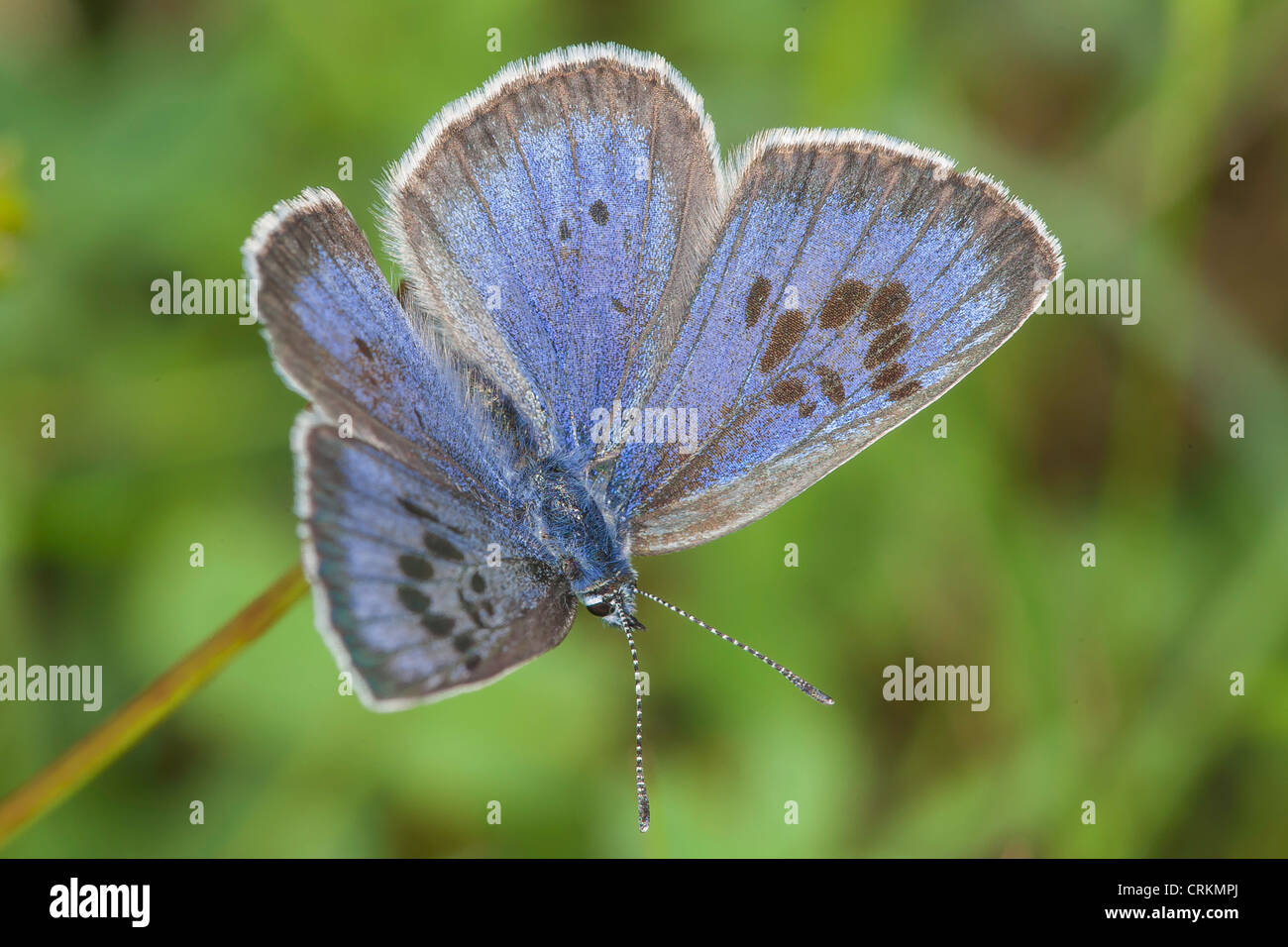 Female large Blue Butterfly (Maculinea arion),sun bathing on Collard Hill Stock Photo