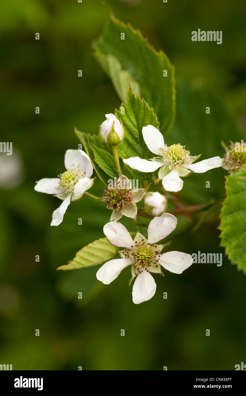 Blackberry bush hires stock photography and images Alamy