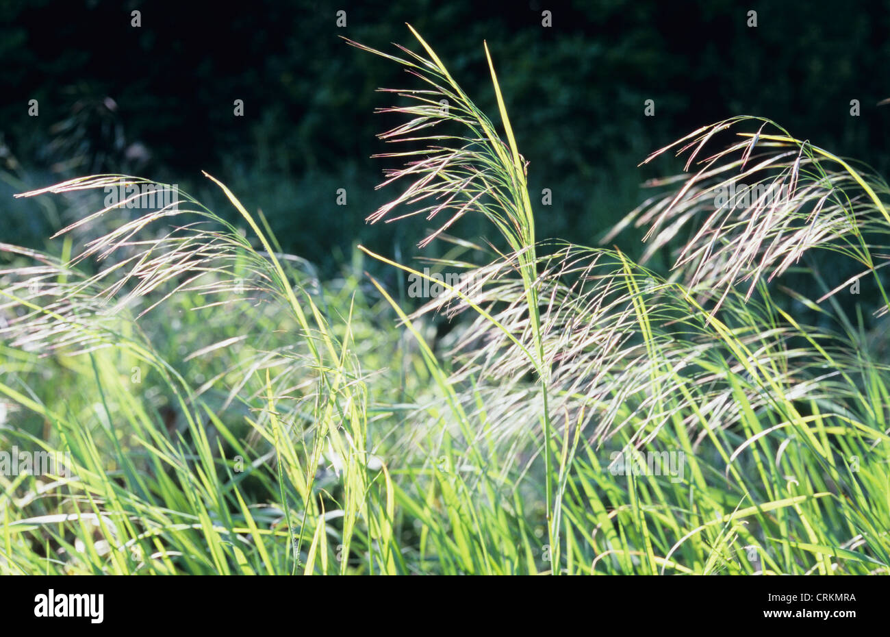 Bromus diandrus, Grass, Great Brome Stock Photo