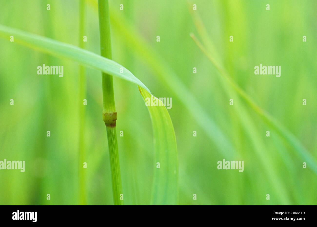 Festuca rubra, Grass, Red fescue grass Stock Photo