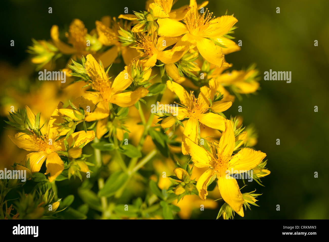 bush of yellow herb St John's wort's Stock Photo Alamy